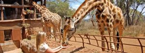 Safari-au-Centre-des-girafes-de-Nairobi-et-au-parc-national-de-Nairobi