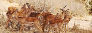 Un-safari-d'une-journée-à-Tsavo-Est