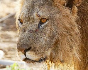 Un-safari-d'une-journée-à-Tsavo-Est-au-Kenya