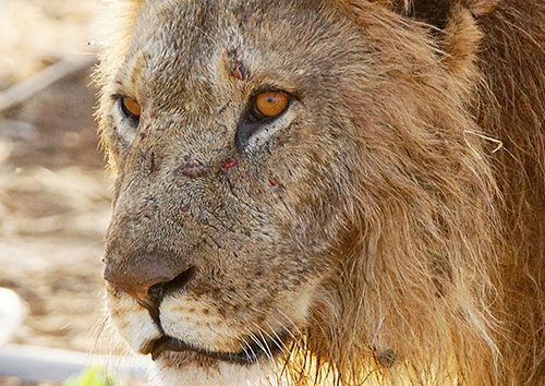 Un-safari-d'une-journée-à-Tsavo-Est-au-Kenya