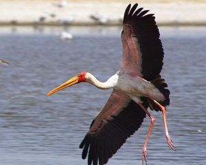 Un-safari-d'une-journée-au-lac-Nakuru