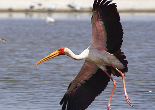 Un-safari-d'une-journée-au-lac-Nakuru