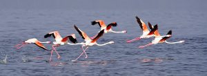 Un-safari-d'une-journée-au-lac-Nakuru-au-Kenya