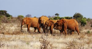 Un-safari-d'une-journée-au-sanctuaire-de-Ngutuni