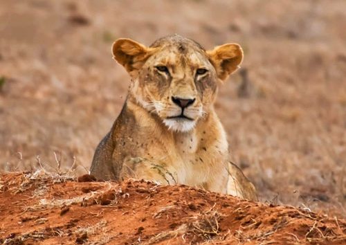 Une-excursion-d'une-journée-au-sanctuaire-de-Ngutuni