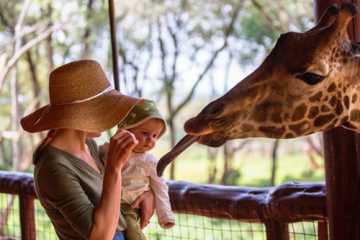 Visite-du-Nairobi-Giraffe-Centre-et-du-parc-national-de-Nairobi