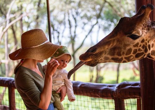 Visite-du-Nairobi-Giraffe-Centre-et-du-parc-national-de-Nairobi