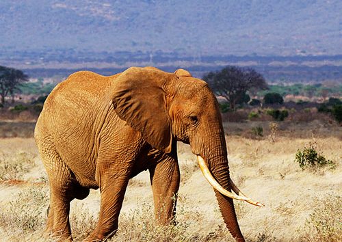 2Jours-Tsavo-est-et-Ouest-au-Départ-de-Mombasa