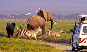 3 Jours Safari Amboseli