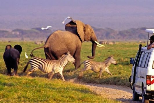 3 Jours Safari Amboseli