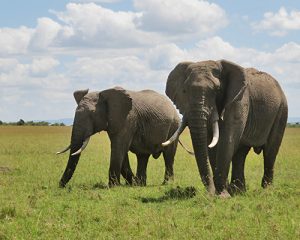 3--Jours--Safari--Amboseli