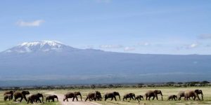 3 Jours Safaris Amboseli