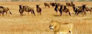 3-jours-de-safari-aérien-au-Kenya-Masai-Mara-depuis-Diani-ou-Mombasa