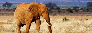 5-jours-Amboseli-Tsavo-Ouest-et-Tsavo-Est