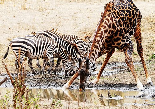 5jours-Amboseli-Tsavo-Ouest-et-Tsavo-Est