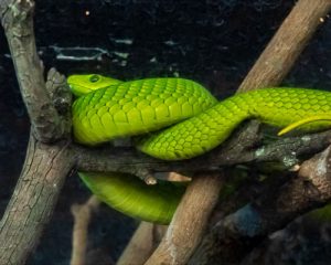 Musée-national-de-Nairobi-et-parc-aux-serpents