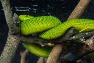 Musée-national-de-Nairobi-et-parc-aux-serpents