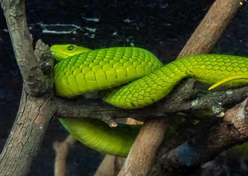 Musée-national-de-Nairobi-et-parc-aux-serpents