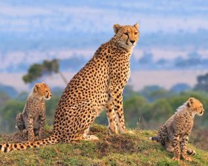 Randonnée-et-safari-au-mont-Kenya-de-11-jours