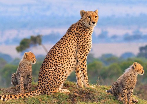 Randonnée-et-safari-au-mont-Kenya-de-11-jours