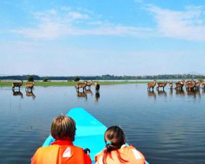 Safari-boat-tour-and-walk-at-Crescent-Island