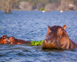 Safari-de-6-jours-au-lac-Amboseli-Naivasha-et-au-Masai-Mara