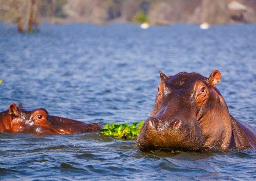 Safari-de-6-jours-au-lac-Amboseli-Naivasha-et-au-Masai-Mara