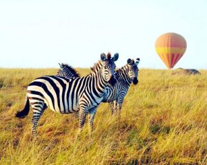 Safari-en-Montgolfière-dans-le-Masai-Mara-et-Amboseli