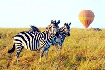Safari-en-Montgolfière-dans-le-Masai-Mara-et-Amboseli