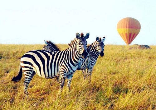 Safari-en-Montgolfière-dans-le-Masai-Mara-et-Amboseli