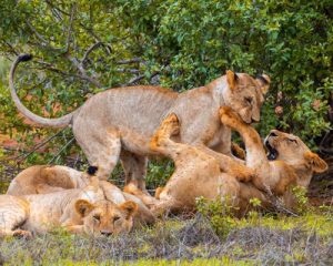 Une-Journée-de-Safari-au-Départ-de-Malindi-et-Watamu