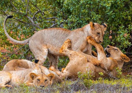 Une-Journée-de-Safari-au-Départ-de-Malindi-et-Watamu