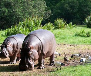 Visitez-Haller-Mombasa-Kenya