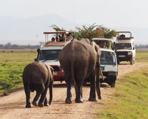 4-Jours-Safari-Amboseli-et-Tsavo-east