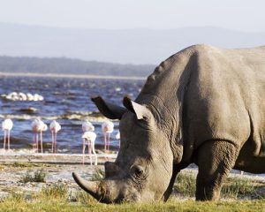 5-Jour-Safari-Masai-Mara