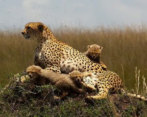 9-Jours-Safari-Kenya-Vélo