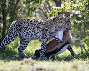 Amboseli-et-Tsavo-4-Jours