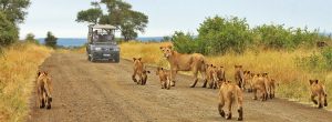 CHACAL-EXPEDITIONS---PARTEZ-À-LA-RENCONTRE-DE-LA-MAGIE-DU-KENYA