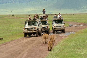 Circuit combo safaris de 12 jours au Kenya et en Tanzanie