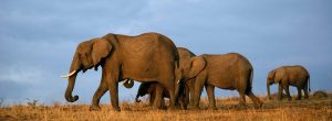  Le-Parc-National-de-Tsavo-Est