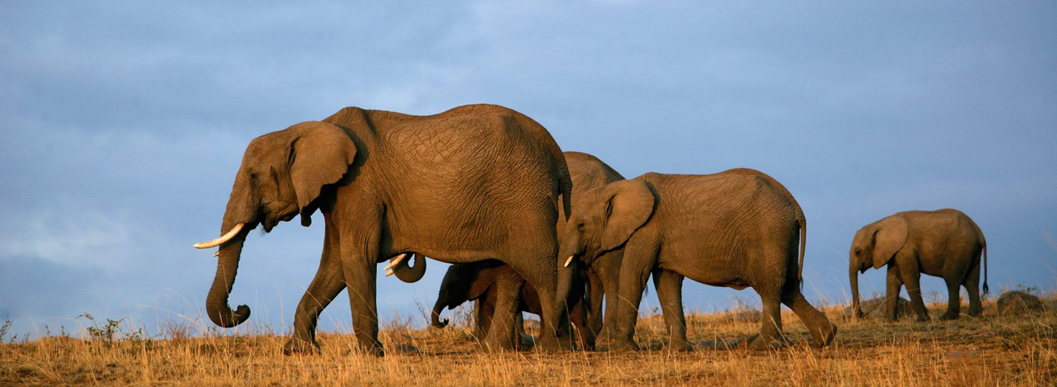  Le Parc National de Tsavo Est