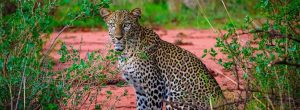 Parc-National-de-Tsavo-Ouest-Kenya