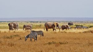 Safaris-au-Kenya-avec-Chacal-Expeditions