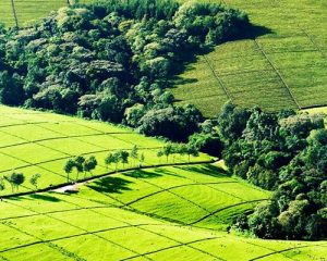 une-Journée-à-la-Ferme-de-Thé-Kiambethu-à-Limuru