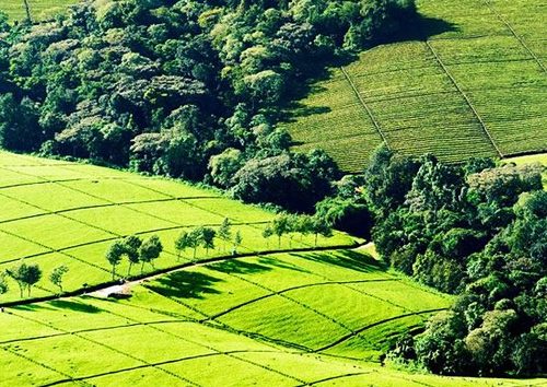 une-Journée-à-la-Ferme-de-Thé-Kiambethu-à-Limuru