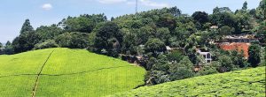 une-excursion-d'une-journée-à-la-ferme-de-thé-Kiambethu-à-Limuru